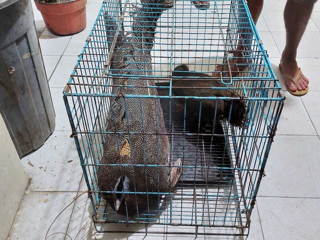 Burung kuau raja yang disita BKSDA Sumatera Barat dan Polres Pasaman dari pelaku perdagangan satwa dilindungi di Nagari Silayang, Kecamatan Mapat Tunggul, Pasaman, Selasa (27/9/2022).