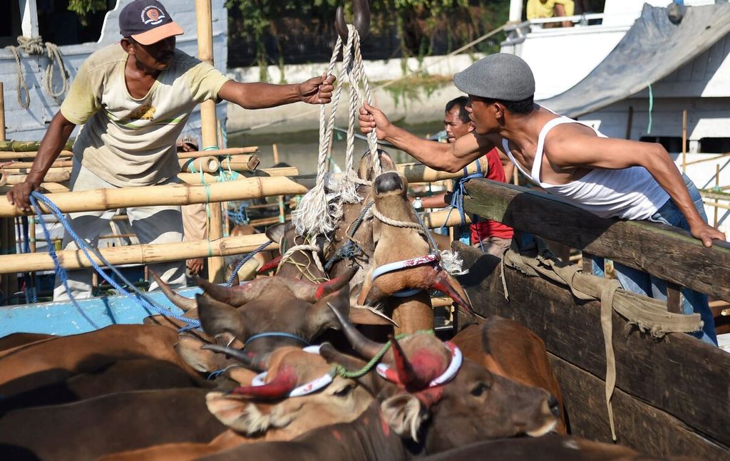 Pekerja memeriksa sapi asal NTT yang baru tiba di Pelabuhan Kalimas, Surabaya, Rabu (19/8/15). Sapi-sapi itu untuk memenuhi kebutuhan daging sapi di DKI Jakarta.