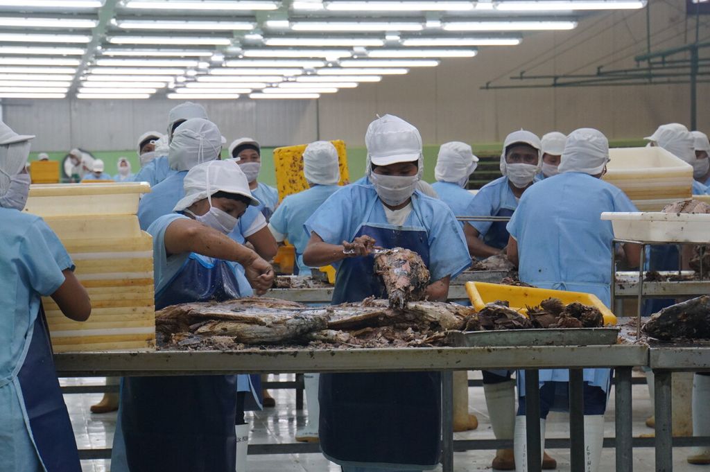 Pegawai di pabrik pengalengan ikan mengupas kulit ikan cakalang di PT Samudra Mandiri Sentosa, Bitung, Sulawesi Utara, pada Senin (17/2/2020). Utilisasi unit pengolahan ikan di Bitung hanya mencapai 20 persen dari total 1.440 ton per hari.
