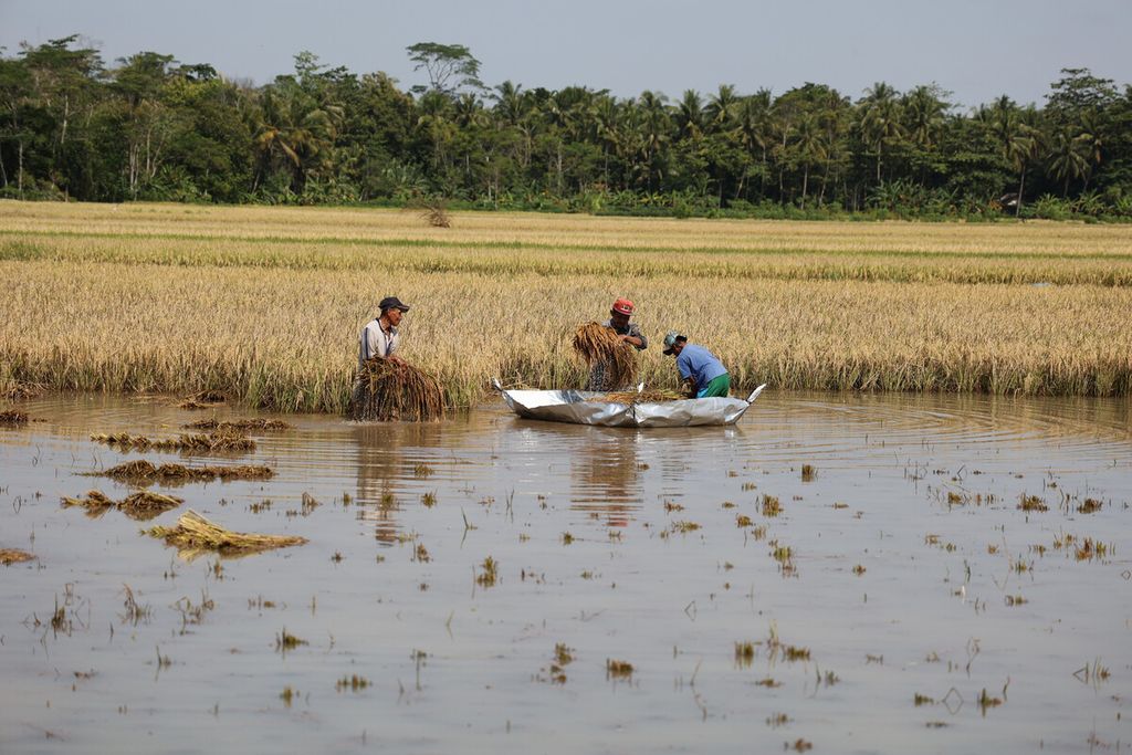  Farmers save their harvested rice from flooding in the Sub-district of Need, Purworejo, Central Java, Wednesday (16/3/2022). Heavy rains caused at least 19 villages in 11 sub-districts in Purworejo Regency to be flooded. Some residents were forced to evacuate and the flood also caused some rice fields to fail.