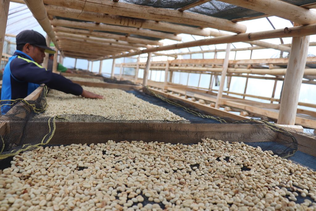 Biji kopi yang telah digiling dijemur di tempat yang terlindung dari sinar matahari langsung di Desa Dombu, Sigi, Sulteng, Rabu (13/7/2022).