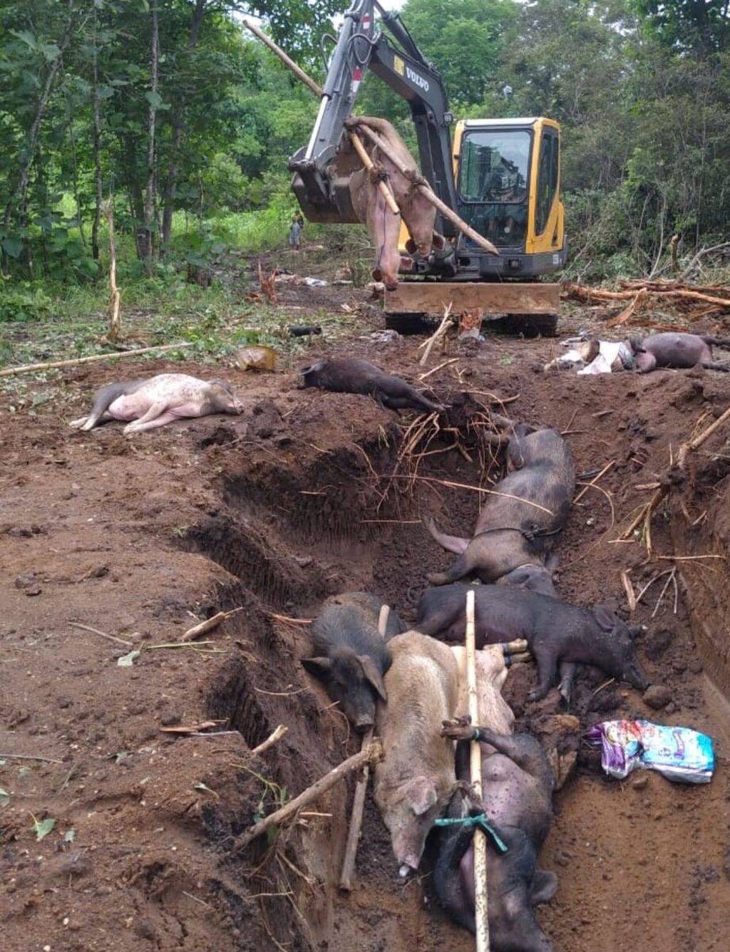 Ternak babi milik warga Lembata, NTT, mati terserang demam babi Afrika dan dikuburkan dengan menggunakan alat berat, Mei 2020. 