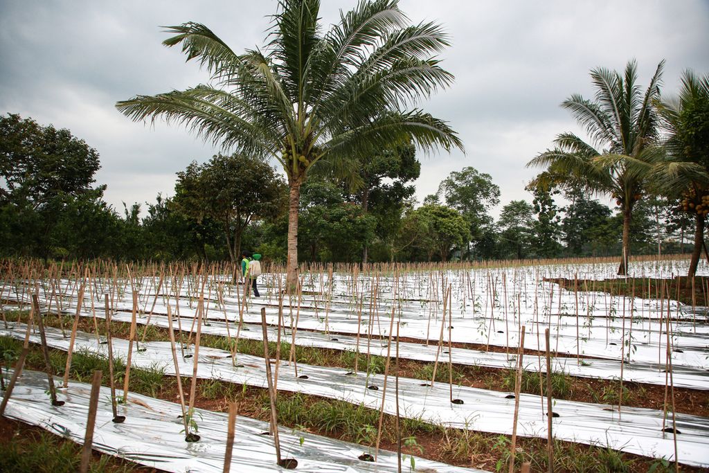 Petani memupuk tanaman cabai di Selagai Lingga, Kabupaten Lampung Tengah, Selasa (27/12/2022). Menurut petani, tanaman cabai dapat mulai dipanen pada usia 60 hari.