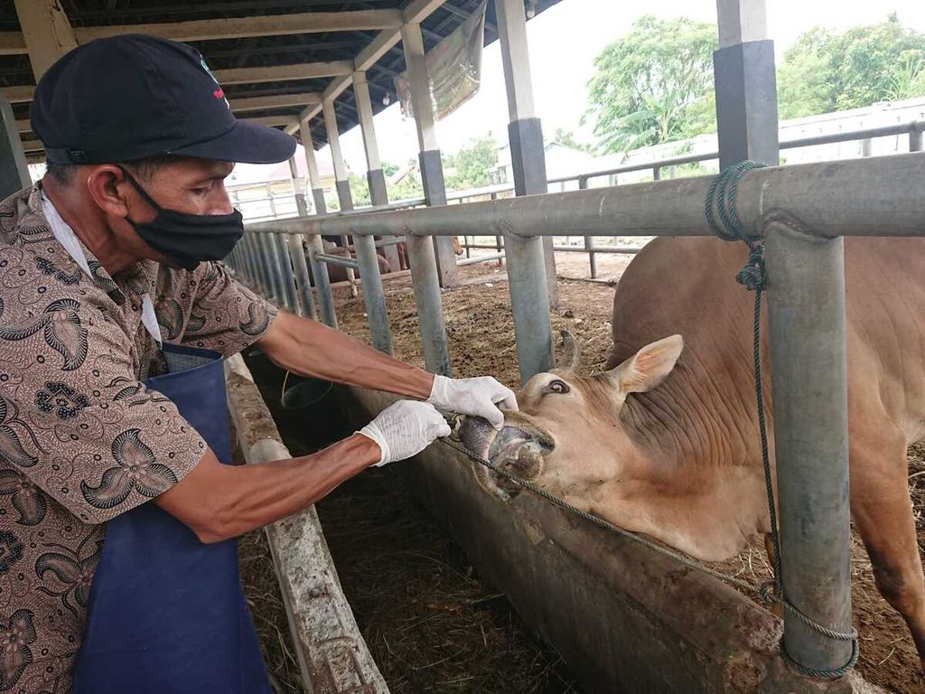 Petugas memeriksa kesehatan sapi di rumah potong hewan di Lambaro, Kabupaten Aceh Besar, Provinsi Aceh, Jumat (10/6/2022). Penyebaran penyakit mulut dan kuku  (PMK) di Aceh tidak terkendali. Sebanyak 20.700 ekor ternak dilaporkan terpapar PMK.