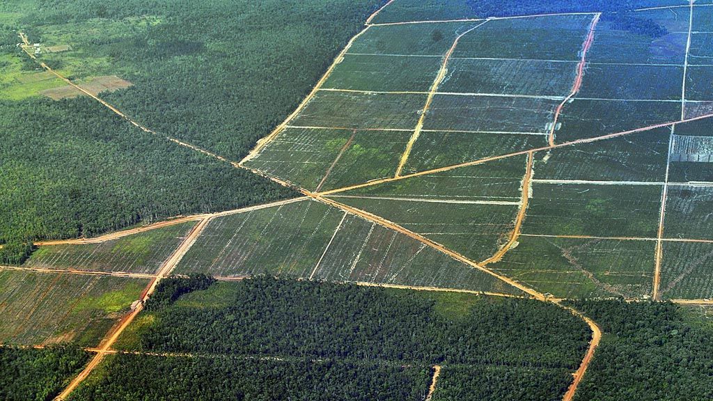 Pembukaan lahan hutan untuk perkebunan terlihat dari jendela pesawat di dekat Kota Merauke, Papua, beberapa waktu lalu.