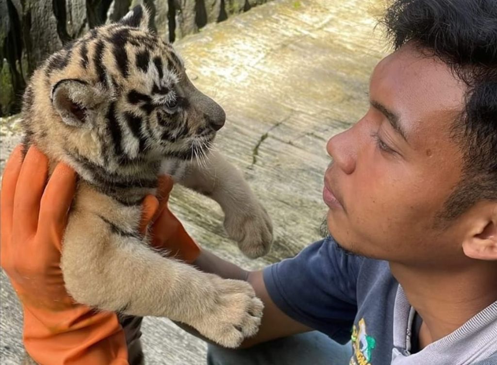 Pawang harimau di Taman Rekreasi Margasatwa Serulingmas, Kabupaten Banjarnegara, Jawa Tengah, tampak menggendong anak harimau benggala bernama Sheren, Minggu (20/11/2022).