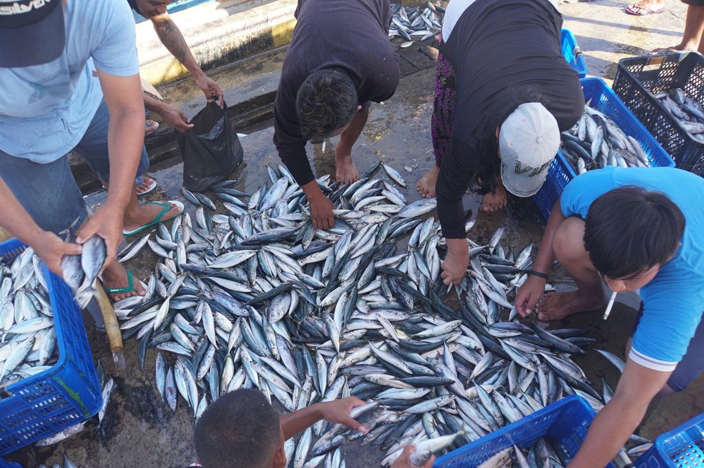 Awak Kapal Motor Bintang Terang menyortir ikan hasil tangkapan di Pelabuhan Perikanan Samudera, Bitung, Sulawesi Utara, Jumat (17/7/2020).
