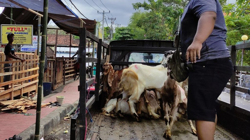 Penjualan hewan kurban di Kota Denpasar, Minggu (26/6/2022), belum terpengaruh dampak wabah penyakit mulut dan kuku. Bali mewaspadai dan mengantisipasi masuknya penyakit mulut dan kuku meskipun sampai saat ini Bali masih menjadi wilayah bebas penyakit mulut dan kuku. 