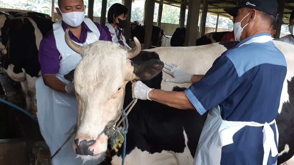 Vaksinator dari Pusvetma Surabaya menyuntikkan vaksin untuk penyakit mulut dan kuku pada sapi perah di Sidoarjo, Jatim, Jumat (17/6/2022). Jatim dengan populasi sapi 5,2 juta ekor menunggu distribusi vaksin untuk mengatasi wabah PMK yang menyebar cepat. 