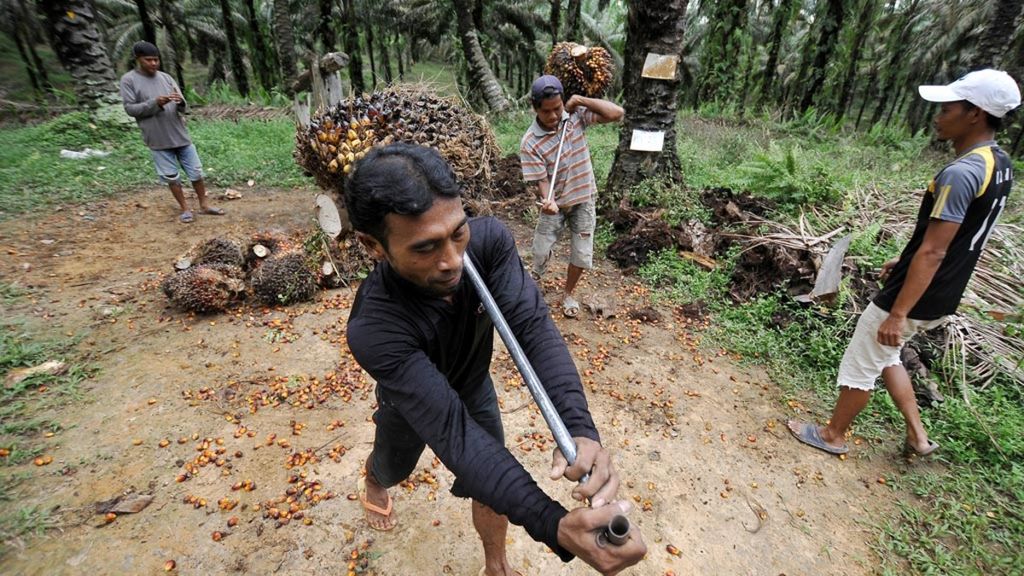 Buruh mengangkat tandan buah segar (TBS) kelapa sawit di lahan perkebunan Renah Mendaluh, Tanjungjabung Barat, Jambi, Minggu (29/10/2017).
