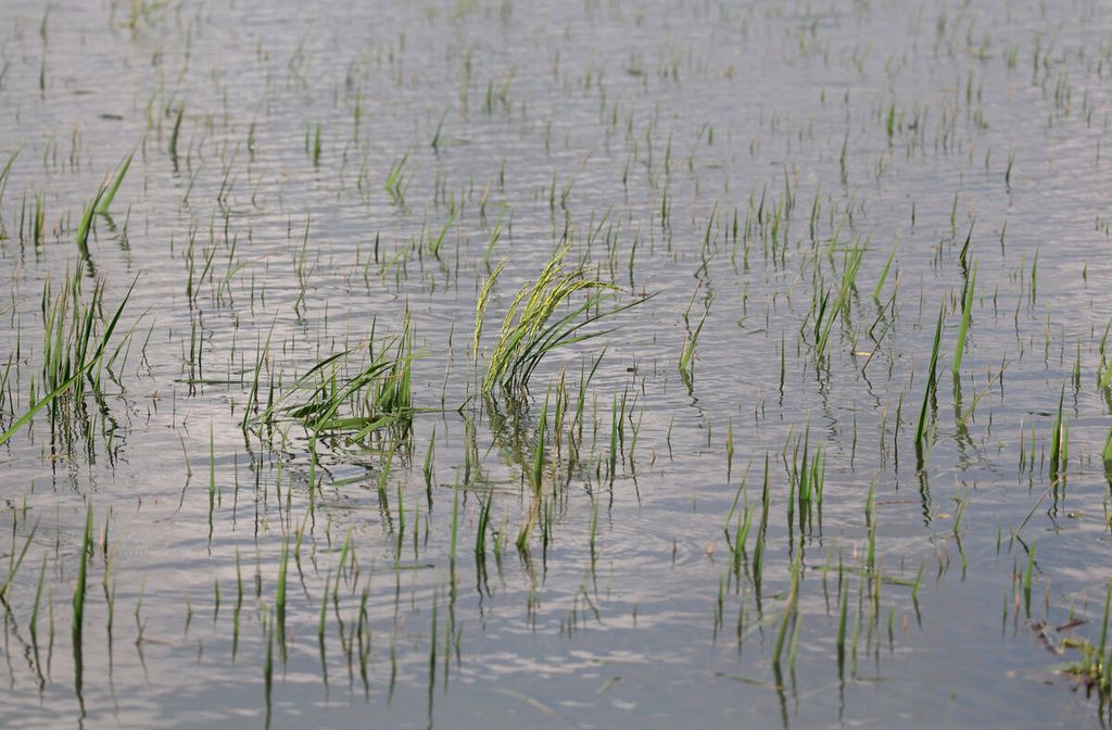 Tanaman padi yang beberapa bulan lagi siap panen tenggelam karena banjir yang terjadi di Kecamatan Kaliwungu, Kabupaten Kudus, Jawa Tengah, Rabu (4/1/2023). 