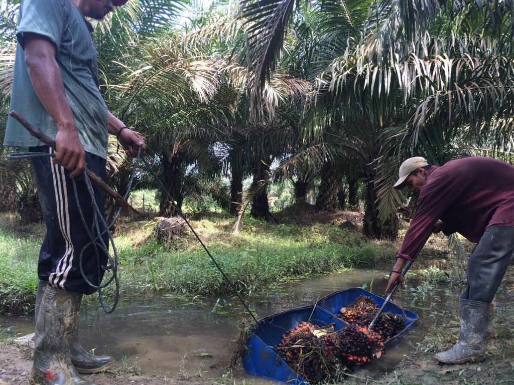 Seorang petani tengah melansir hasil panen buah sawit di Desa Jambi Tulo, Kecamatan Maro Sebo, Kabupaten Muaro Jambi, Kamis (6/7/2018).