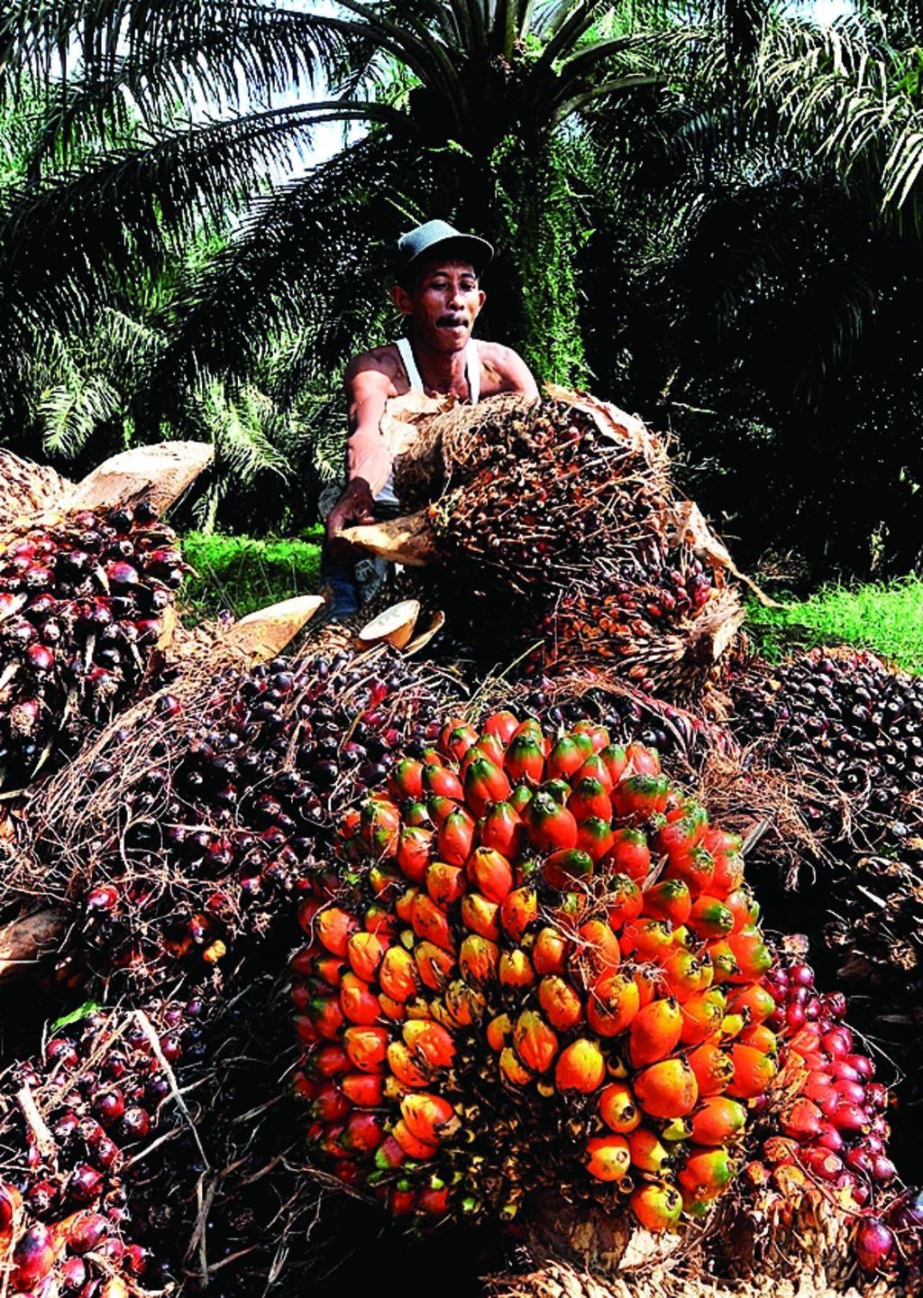 Petani menata tandan buah segar (TBS) kelapa sawit yang baru mereka panen di Desa Paku, Kecamatan galang, Kabupaten Deli Serdang, Sumatera Utara, Senin (10/9/2012).