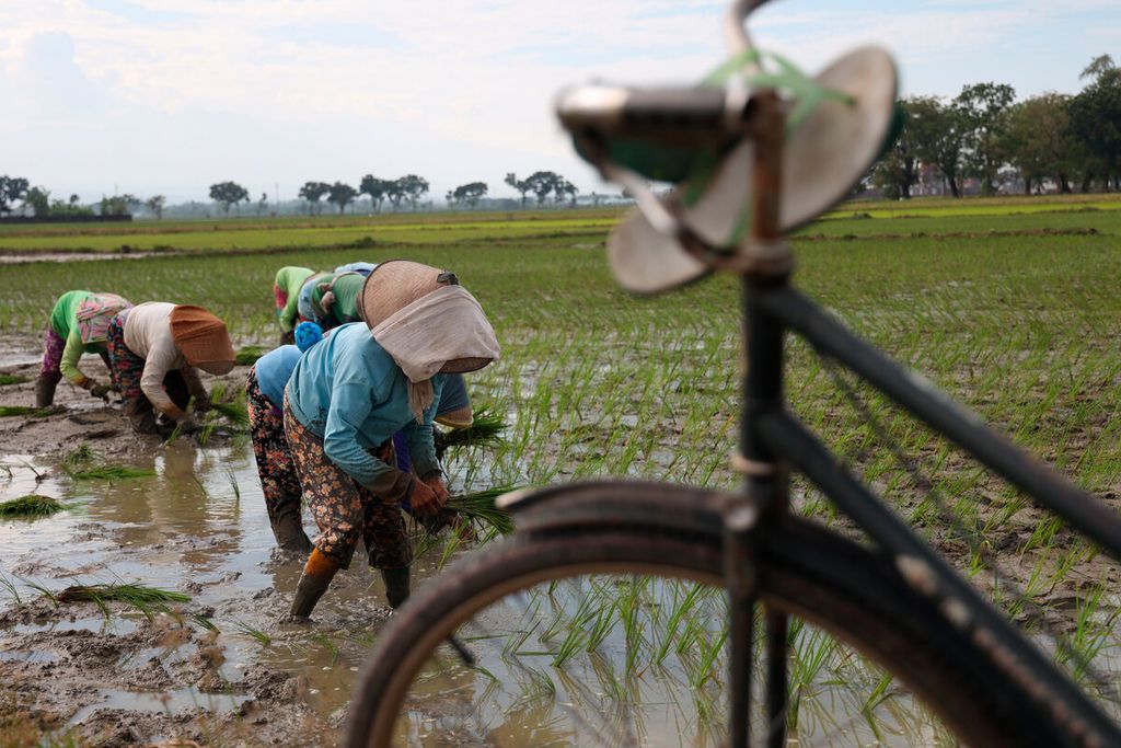 Sejumlah petani kembali menanam padi setelah lahan mereka tergenang banjir dalam beberapa pekan ini di Kecamatan Gabus, Kabupaten Pati, Jawa Tengah, Kamis (16/3/2023). 
