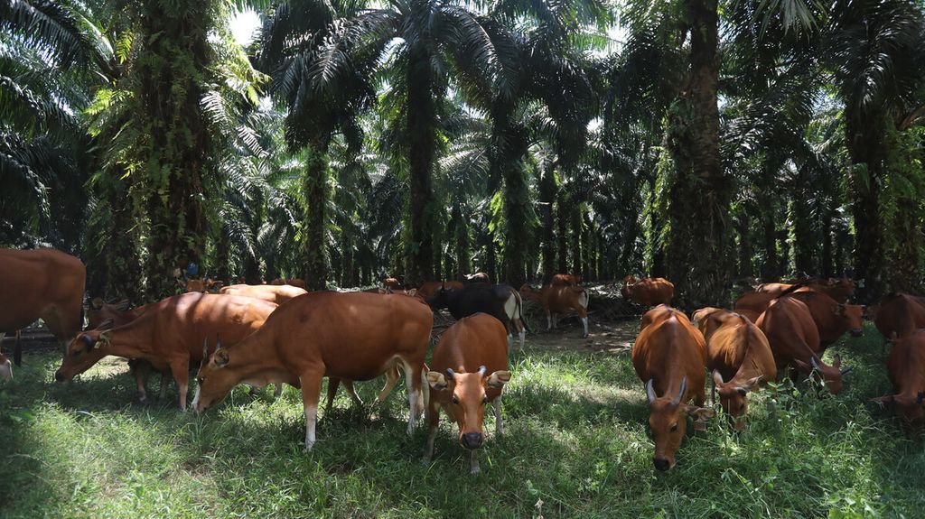 Peternakan sapi potong yang menempati areal perkebunan PT Sawit Sumbermas Saran Tbk (SSMS) di Pangkalan Bun, Kalimantan Tengah, Kamis (29/4/2021). 