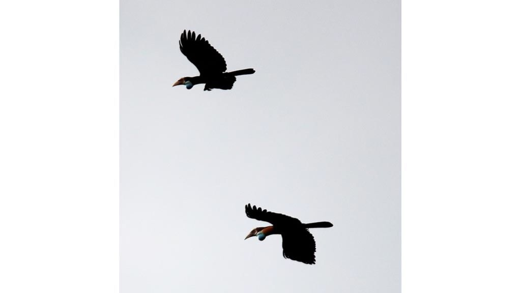 Julang sumba (<i>Rhyticeros everetti</i>) terbang ke sarangnya di kawasan Taman Nasional Laiwangi Wanggameti, Sumba Timur, Nusa Tenggara Timur, Juli 2019. Burung endemik di Pulau Sumba ini punya peran strategis bagi hutan, di antaranya sebagai penyebar biji.