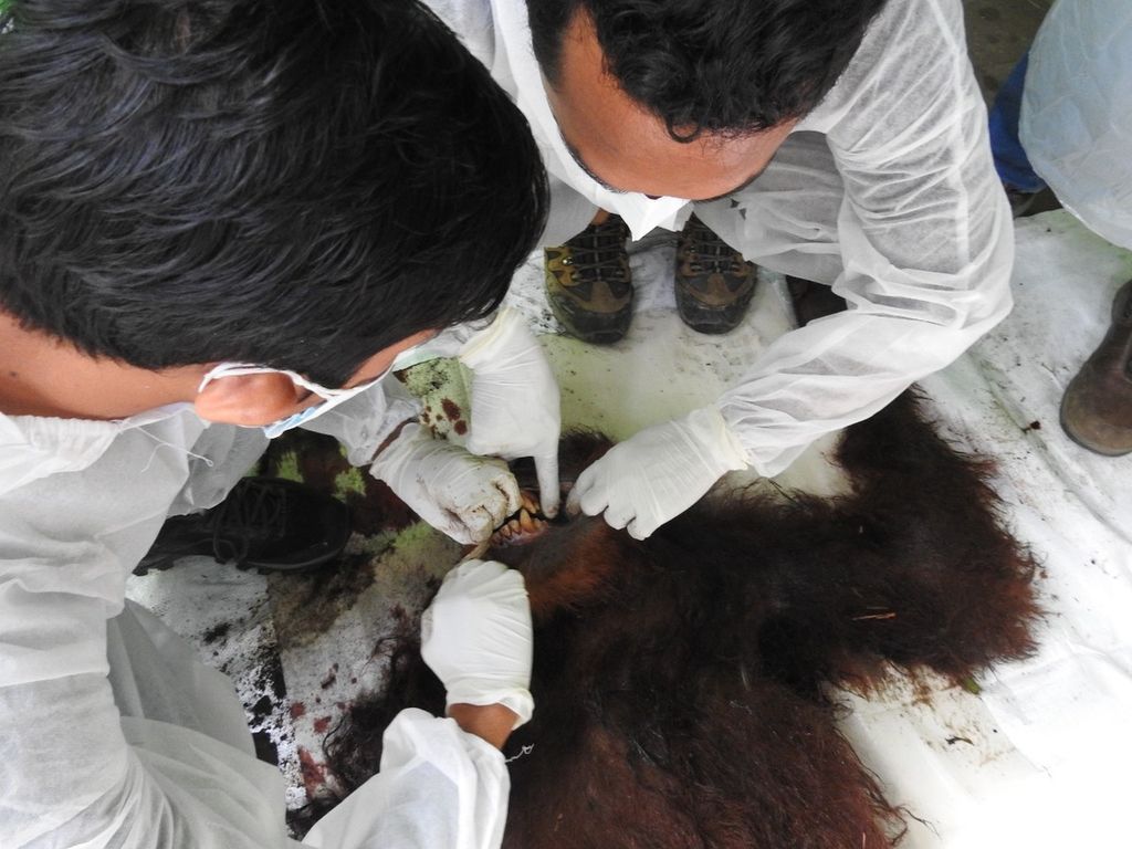Satu ekor orangutan sumatera (<i>pongo abelii</i>) ditemukan mati di dalam Taman Nasional Gunung Leuser di Kabupaten Gayo Lues, Provinsi Aceh, Minggu (24/7/2022). 