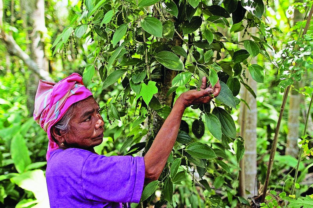Nenek Rohani menunjukkan pohon lada di Desa Ie Suom, Kecamatan Mesjid Raya, Aceh Besar, Aceh, Sabtu (9/2). Buah lada digunakan sebagai rempah untuk memasak.