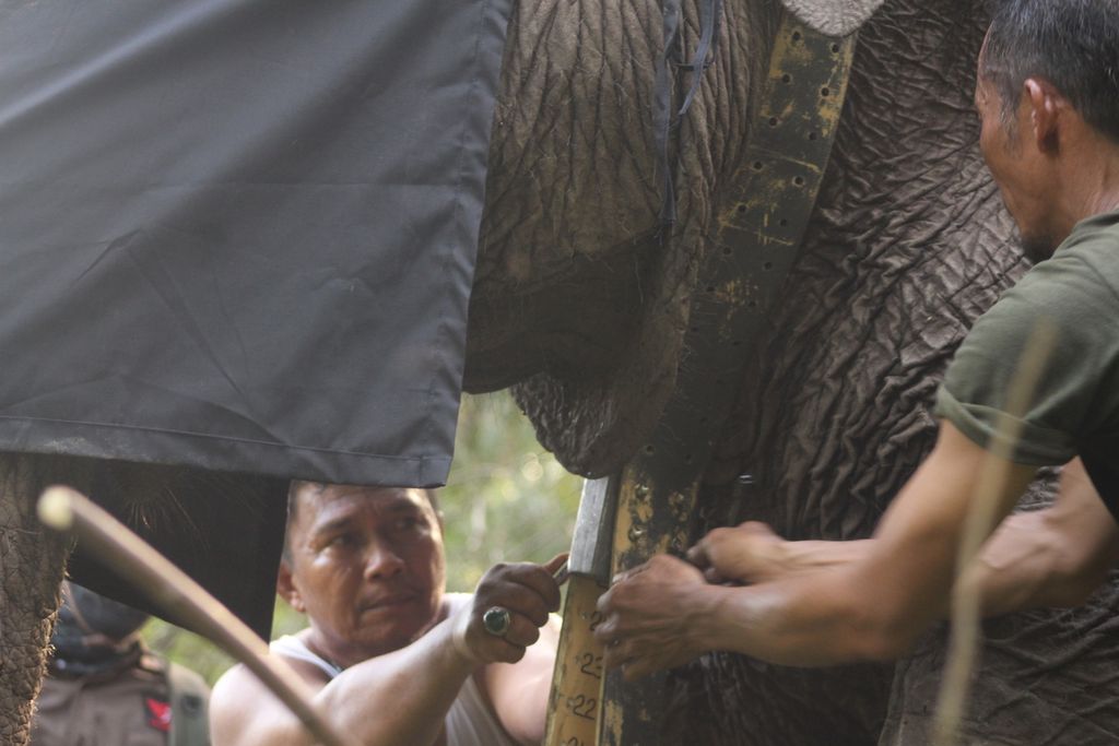 Petugas dari Balai Konservasi Sumber Daya Alam Sumatera Selatan sedang memasang GPS collar pada salah satu gajah sumatera liar di Kecamatan Air Sugihan, Kabupaten Ogan Komering Ilir, Sumatera Selatan, Jumat (13/5/2022). Teknologi ini digunakan sebagai upaya mitigasi konflik antara warga dengan gajah.
