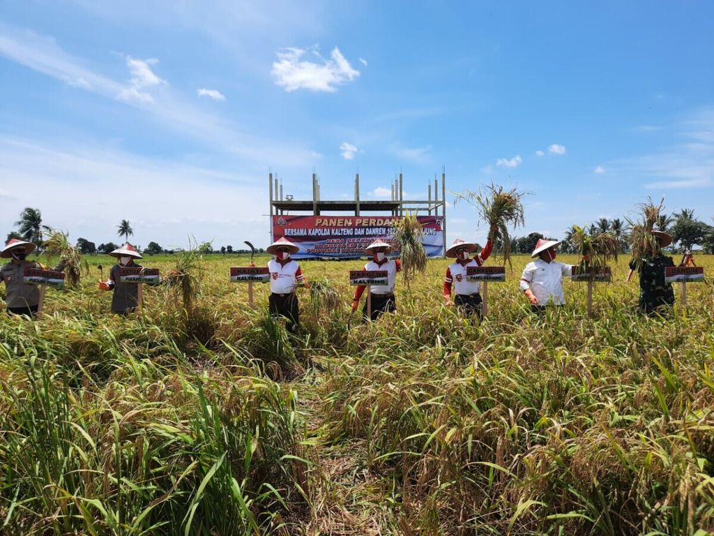 Panen perdana di lahan yang diproyeksikan untuk program Food Estate di Desa Belanti Siam, Kabupaten Pulang Pisau, Kalteng, Rabu (19/8/2020)