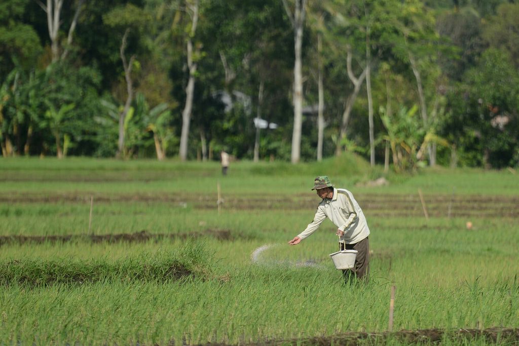 Petani menaburkan pupuk pada tanaman padi di Kecamatan Tengaran, Kabupaten Semarang, Jawa Tengah, Sabtu (11/4/2020). 