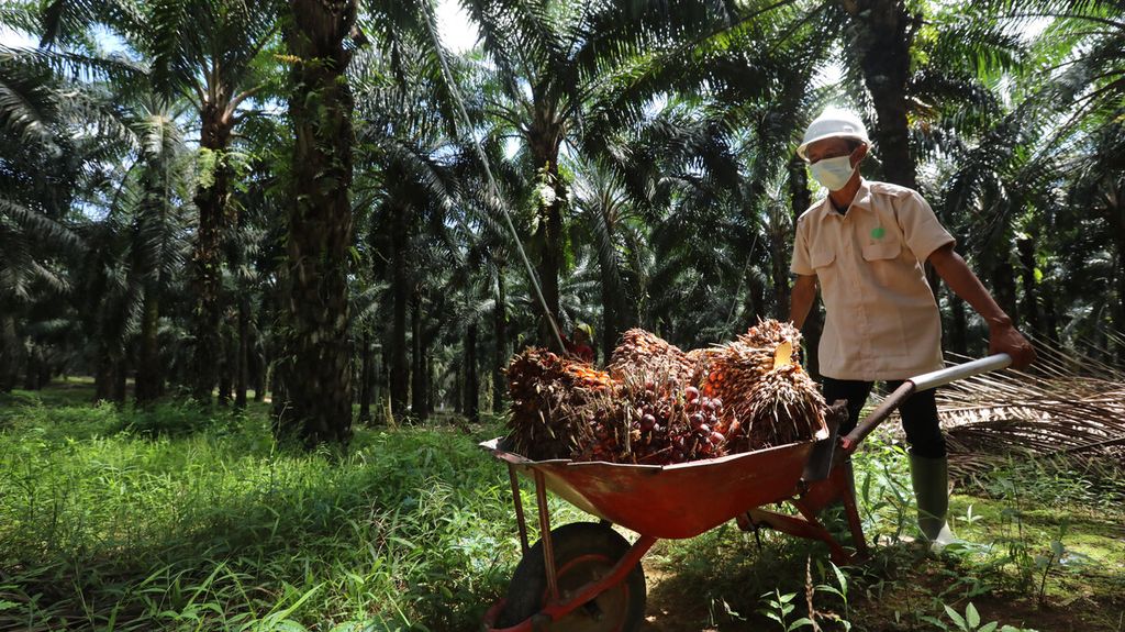 Pekerja memanen kelapa sawit di areal perkebunan PT Sawit Sumbermas Saran Tbk di Pangkalan Bun, Kalimantan Tengah, Kamis (29/4/2021). 