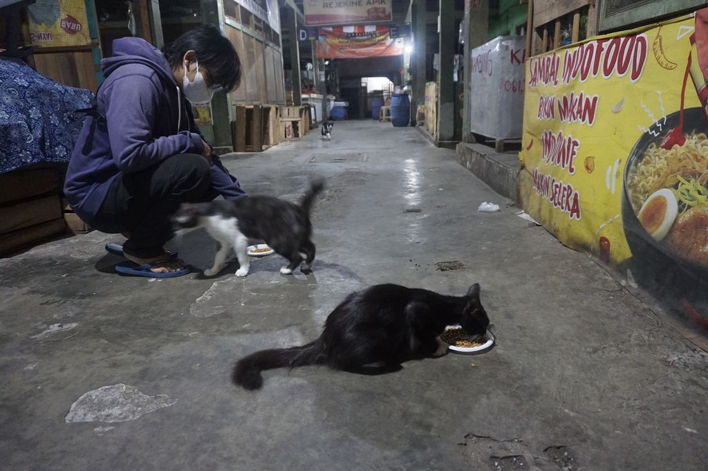 Alfin (23) memberi pakan kepada sejumlah kucing di Pasar Demangan, Yogyakarta, Rabu (20/7/2022).