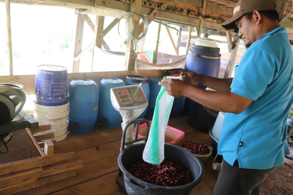 Anggota Koperasi Ongu Nipomaya menimbang biji kopi yang dibeli dari warga di Desa Dombu, Sigi, Sulteng, Rabu (13/7/2022).