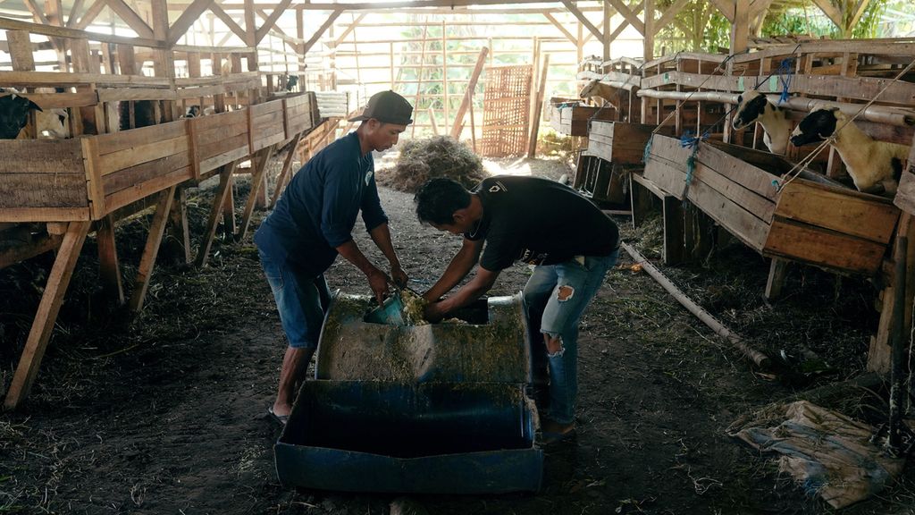 Warga mengaduk pakan ternak di peternakan Lentera Bumi Nusantara di Desa Ciheras, Kecamatan Cipatujah, Kabupaten Tasikmalaya, Jawa Barat, Sabtu (6/8/2022). 