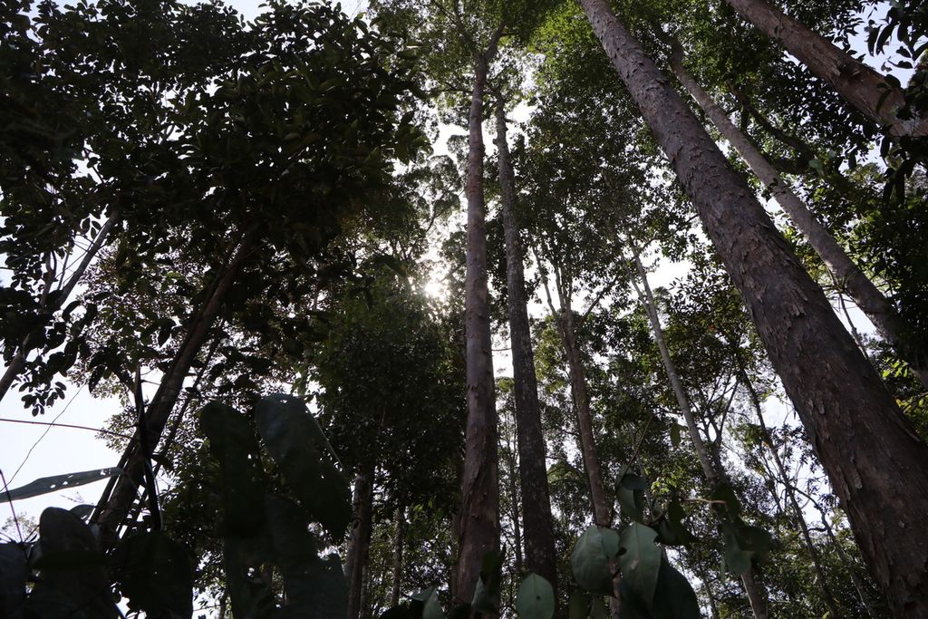 Hamparan hutan kapur barus (<i>Dryobalanops aromatica</i>) terlihat di sekitar Desa Sibagindar, Kecamatan Pagindar, Kabupaten Pakpak Bharat, Sumatera Utara, Minggu (3/7/2022). 