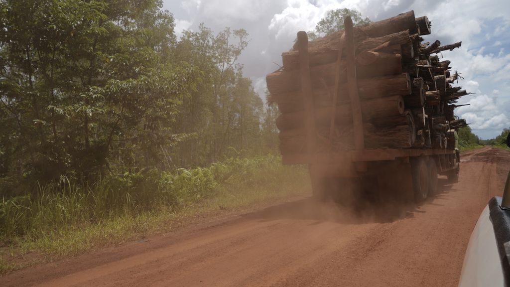 Tebangan hutan dibawa truk di Distrik Animha, Kabupaten Merauke, Papua, Rabu (9/11/2022). 