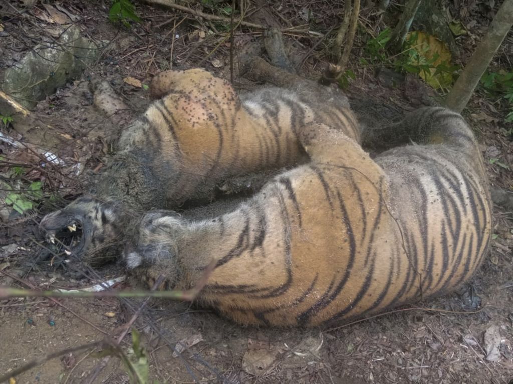 Dua harimau sumatera ditemukan mati di kawasan hutan Gampong Ibuboeh, Kecamatan Meukek, Aceh Selatan, Aceh, Rabu (25/8/2021).