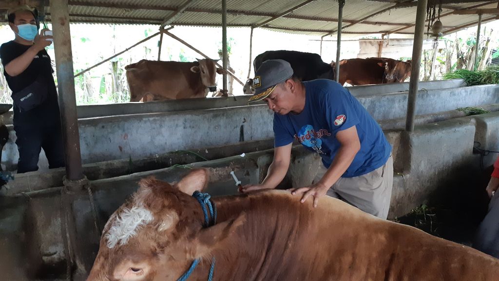 Peternak menyuntikkan vitamin pada sapi peliharaannya di Desa Gagang Kepuhsari, Kecamatan Balongbendo, Kabupaten Sidoarjo, Selasa (10/5/2022). Upaya itu untuk memperkuat kesehatan hewan ternak agar tak terjangkit PMK.