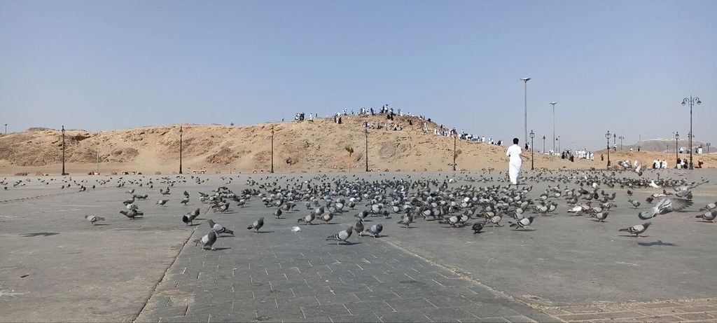 Segerombolan burung merpati tengah berkerumun di kaki Bukit Pemanag di kawasan Jabal Uhud di pinggiran kota Madinah, Arab Saudi, akhir Juli 2022. Burung-burung itu menunggu kacang yang biasa dibagikan oleh para peziarah,