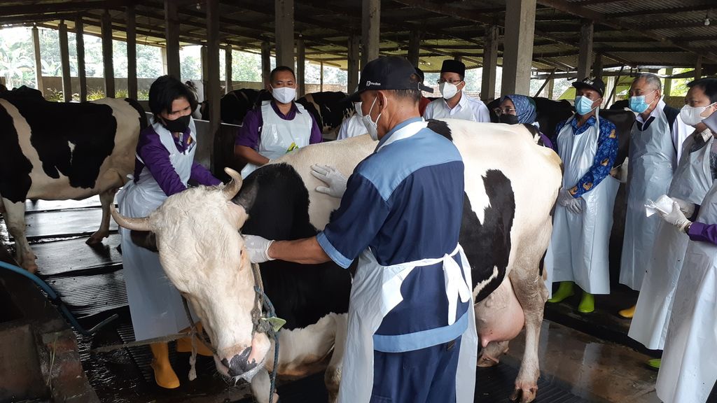 Vaksinator dari Pusvetma Surabaya menyuntikkan vaksin untuk penyakit mulut dan kuku pada sapi perah di Sidoarjo, Jawa Timur, Jumat (17/6/2022). Jatim dengan populasi sapi 5,2 juta ekor menunggu distribusi vaksin untuk mengatasi wabah PMK yang menyebar cepat. 
