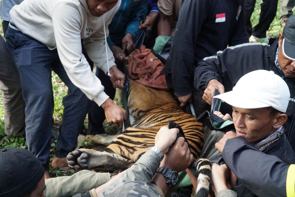 Petugas dan warga mengevakuasi harimau sumatera yang ditangkap di kebun karet di Jorong Beringin, Nagari Gantuang Ciri, Kecamatan Kubung, Kabupaten Solok, Sumatera Barat, Senin (29/6/2020) pagi. Harimau itu masuk perangkap pada Minggu (28/6) pagi dan baru dapat dievakuasi sehari kemudian. Harimau dievakuasi ke Pusat Rehabilitasi Harimau Sumatera Dharmasraya di Kabupaten Dharmasraya.