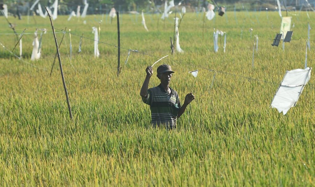  A farmer evicts birds in his rice field that are ready to harvest in Buduran District, Sidoarjo Regency, East Java, Wednesday (14/9/2022).