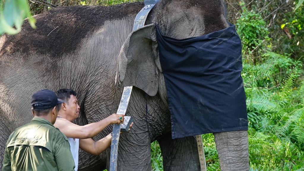 Petugas dari Balai Konservasi Sumber Daya Alam Sumatera Selatan dan Perkumpulan Jejaring Hutan Satwa sedang memasang GPS collar pada salah satu gajah sumatera liar di Kecamatan Air Sugihan, Kabupaten Ogan Komering Ilir, Sumatera Selatan, Jumat (13/5/2022). 