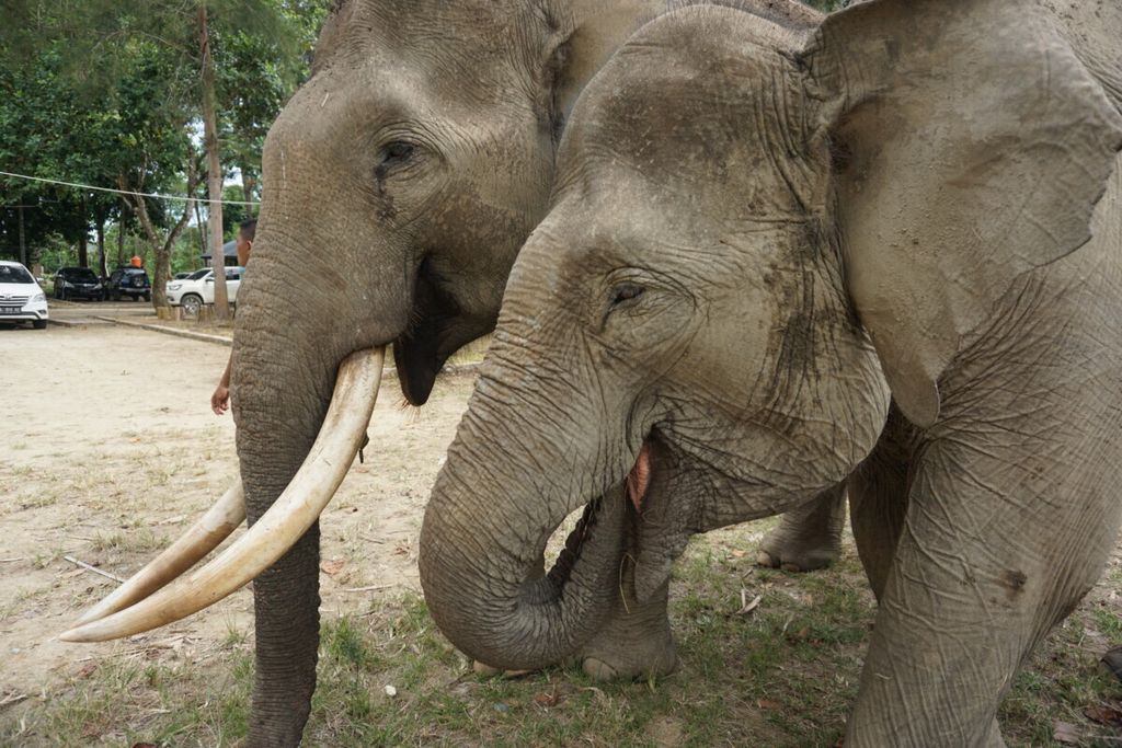Gajah jinak di CRU Sampoiniet, Kabupaten Aceh Jaya, direkam pada Juli 2018. Kematian gajah sumatera di Aceh sejak 2016 hingga 2020 mencapai 38 ekor.
