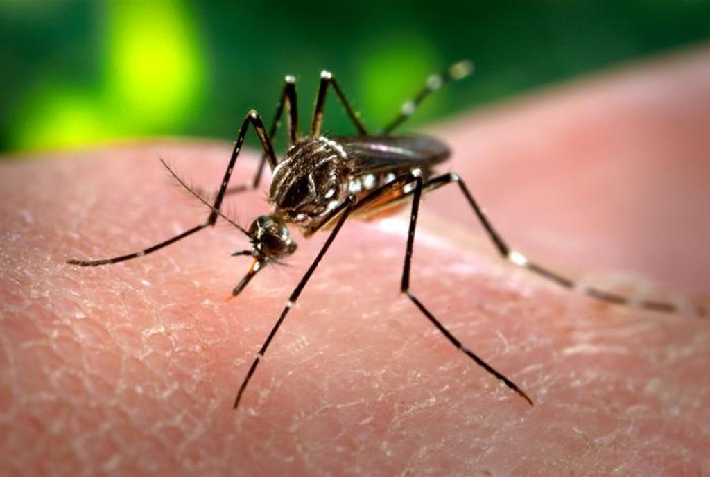 Nyamuk <i>Aedes aegypti </i>menjadi salah satu spesies nyamuk paling berbahaya dan mematikan di Bumi.