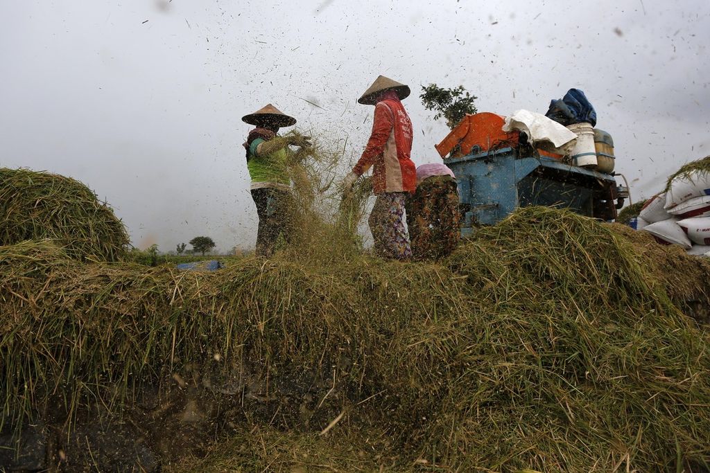 Buruh tani mencari sisa-sisa bulir padi yang masih terbawa jerami setelah dirontokkan saat panen di Wonorejo, Kedawung, Sragen, Jawa Tengah, 1 Maret 2023. 