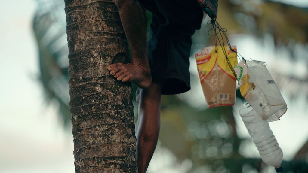 Uswan naik pohon kelapa untuk menyadap air nira dari bunga jantan pohon kelapa di Desa Kalangjaladri, Kecamatan Parigi, Kabupaten Pangandaran, Jawa Barat, Senin (8/8/2022). Penderes tiap pagi dan sore bisa memanjat 40 pohon kelapa untuk diambil air nira kelapa yang akan digunakan sebagai bahan baku pembuatan gula merah. Satu pohon kelapa dalam sehari bisa menghasilkan 1-2 liter air nira. Gula merah di jual Rp 15.000 per kilogram. Gula merah asal Pangandaran biasa dibuat bahan baku beberapa produk seperti kecap manis.