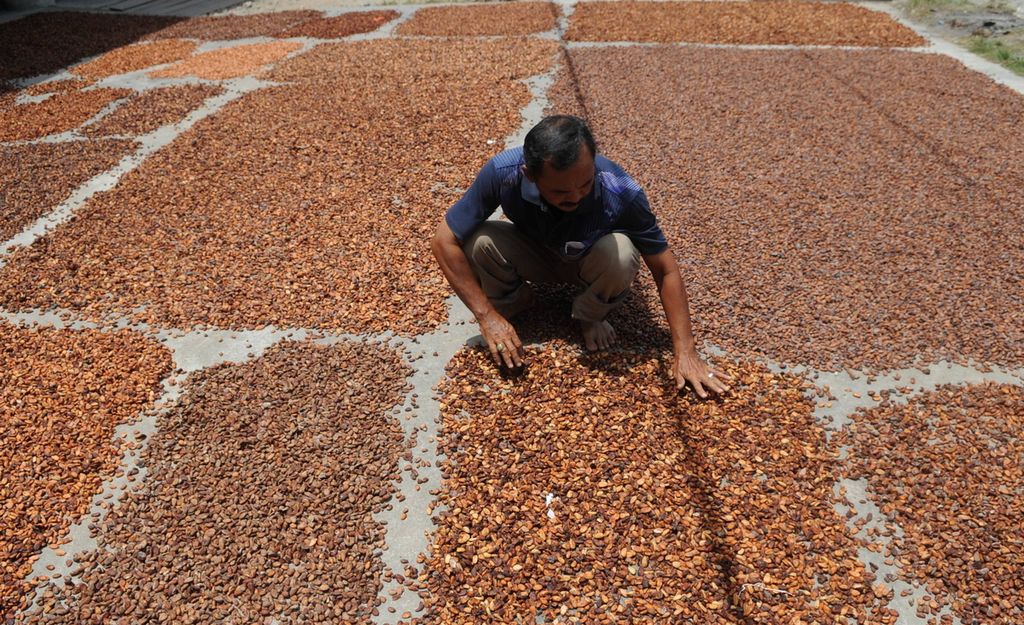 Warga merapikan buah kakao yang sedang dijemur di Kecamatan Kluet Selatan, Kabupaten Aceh Selatan, Aceh, beberapa waktu lalu.