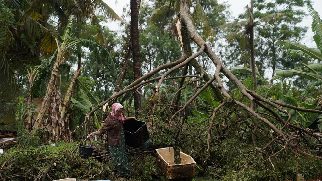 Warga melewati pohon yang roboh diterjang angin kencang di Kampung Pulo Damar Kidul, Desa Sukawijaya, Kecamatan Tambelang, Kabupaten Bekasi, Jawa Barat, Minggu (12/2/2023).