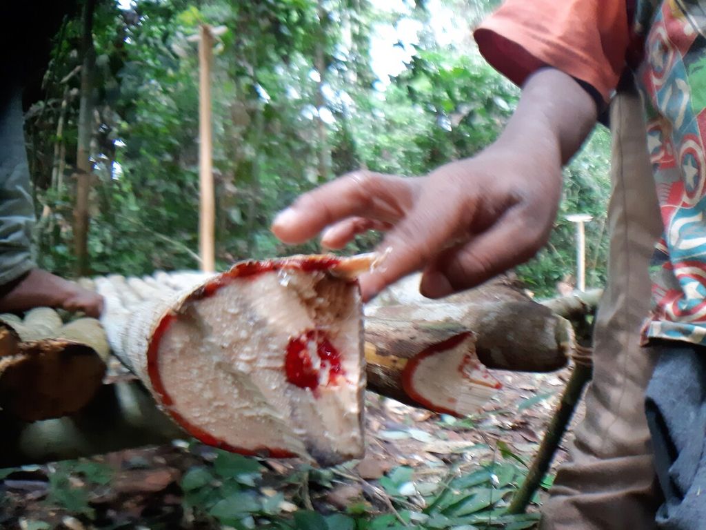 Tanaman obat yang dimanfaatkan Orang Rimba di Taman Nasional Bukit Duabelas, Sarolangun, Jambi, Sabtu (2/7/2022).