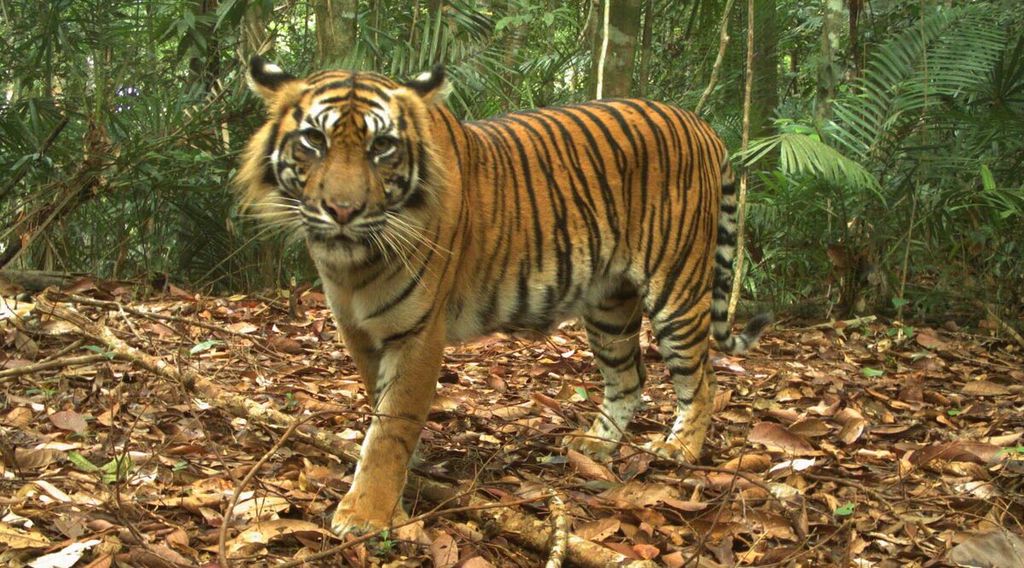 Harimau sumatera (<i>Phantera tigris sumatrae</i>) yang terlihat dalam jebakan foto yang dilakukan TIM WWF Riau di salah satu habitat harimau sumatera di Riau pada pertengahan 2018.