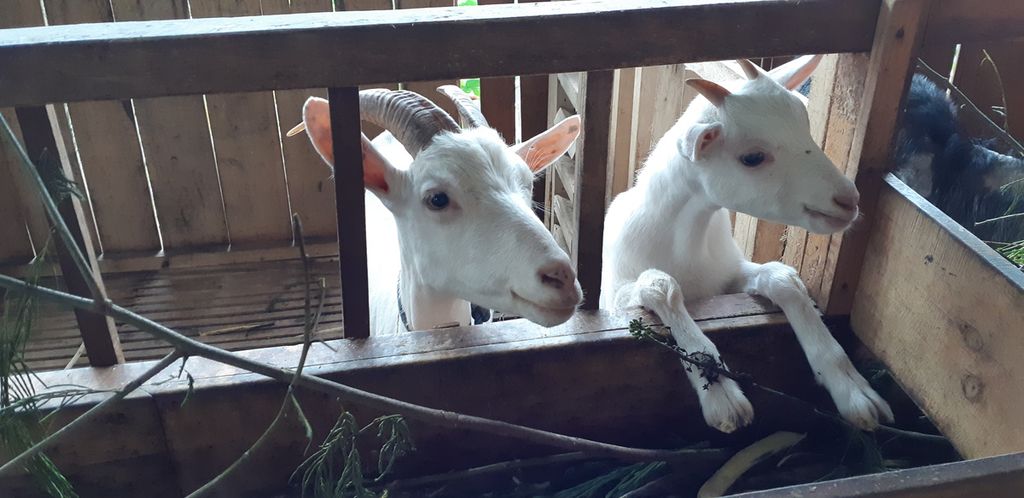 Satu dari 14 kambing saanen yang dibeli dari penjual Thailand di kandang Am Farm milik Hr (31), Selasa (14/6/2022). Kambing itu dites positif PMK pada 9 Mei 2022, padahal saat itu di Wonosobo belum ada satu pun kasus PMK.