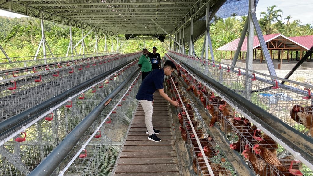 Suasana peternakan ayam milik warga di kawasan rumah sehat bantuan Kementerian Sosial yang terletak di Kampung Doyo Baru, Distrik Waibu, Kabupaten Jayapura, Papua, Jumat (30/12/2022). Pemerintah kini meningkatkan kewaspadaan pencegahan penularan flu burung.