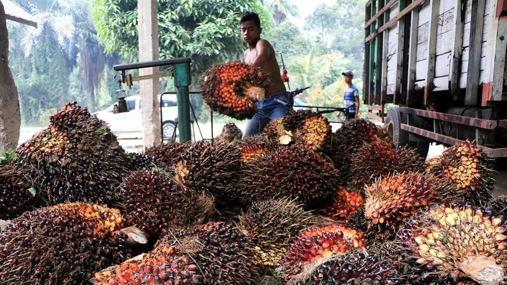 Pekerja menimbang tandan buah segar kelapa sawit di Desa Kuala Air Hitam, Kecamatan Selesai, Kabupaten Langkat, Sumatera Utara, Kamis (14/2/2019).