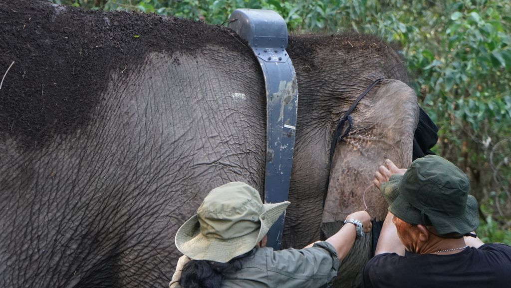 Petugas mengambil sampel darah sekaligus memasang GPS <i>collar</i> pada salah satu gajah sumatera liar di Kecamatan Air Sugihan, Kabupaten Ogan Komering Ilir, Sumatera Selatan, Jumat (13/5/2022). Teknologi ini digunakan sebagai upaya mitigasi konflik antara warga dan gajah.